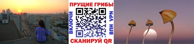продажа наркотиков  Петровск  blacksprut сайт  Псилоцибиновые грибы ЛСД 